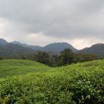 Paysage Rwanda